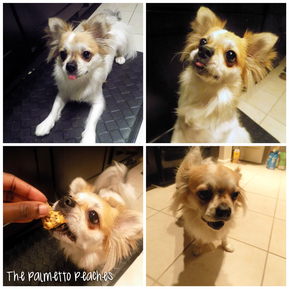 Homemade Dog Treats - Sgt. Pepper Approved - The Palmetto Peaches