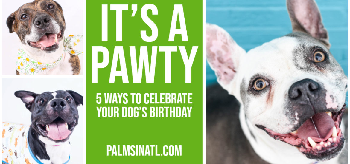 It's A Pawty - 5 Ways To Celebrate Your Dog's Birthday