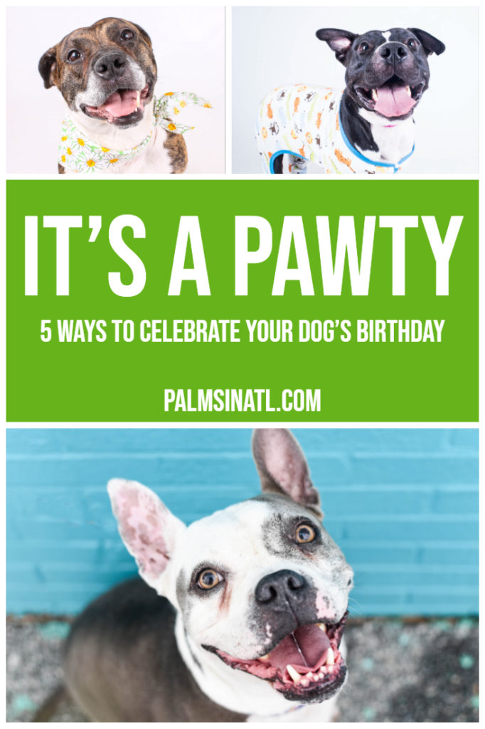 It’s a Pawty! - 5 Ways to Celebrate Your Dog’s Birthday - The Palmetto Peaches - palmsinatl.com